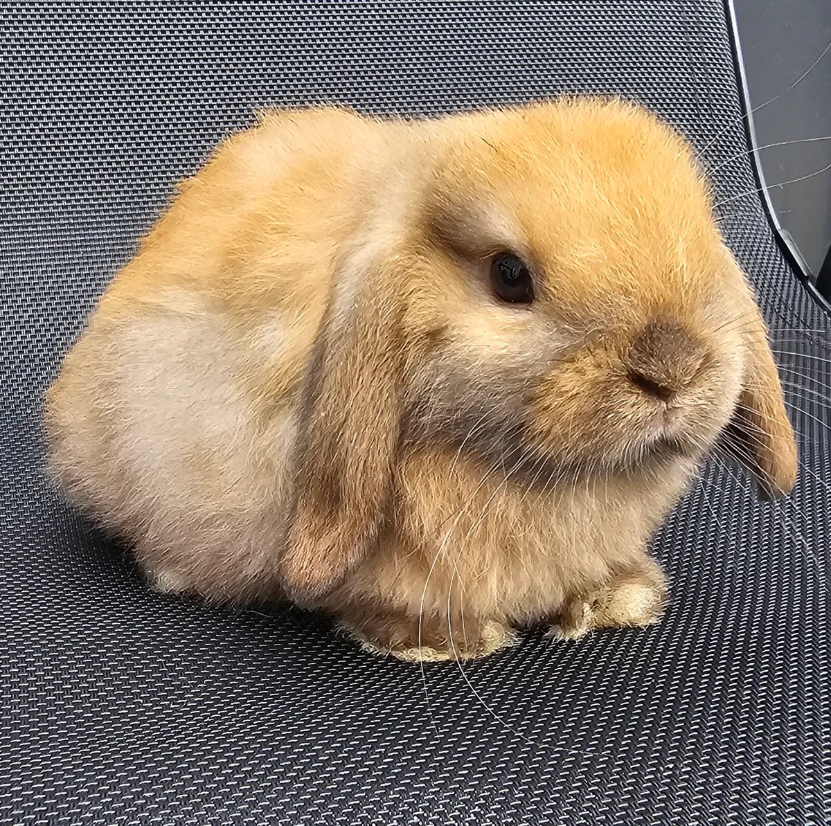 Mini lop bunnies - Image 2