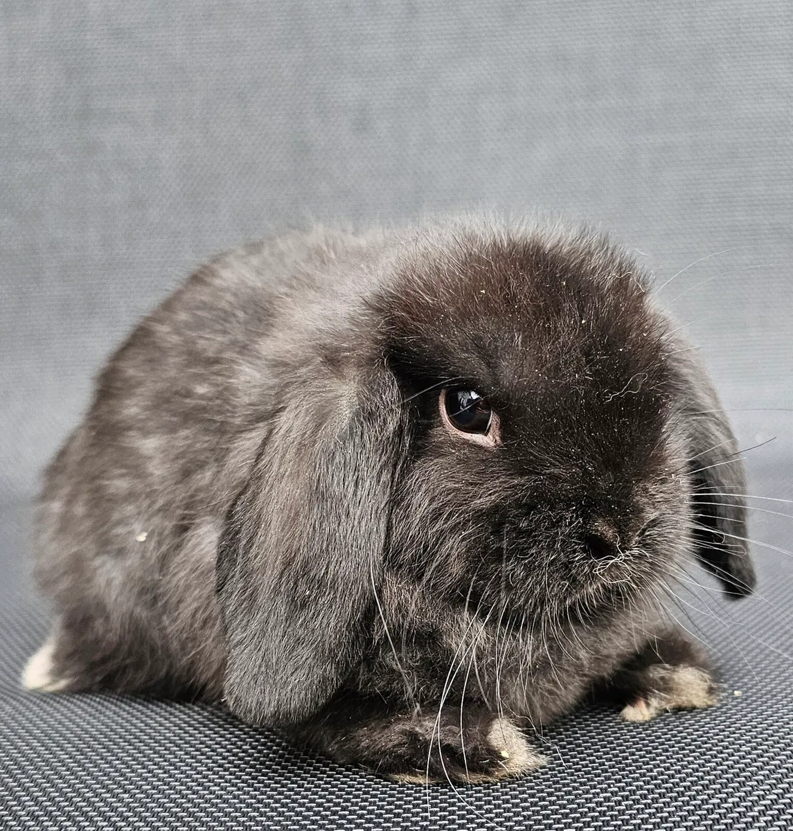 Mini lop bunnies - Image 3