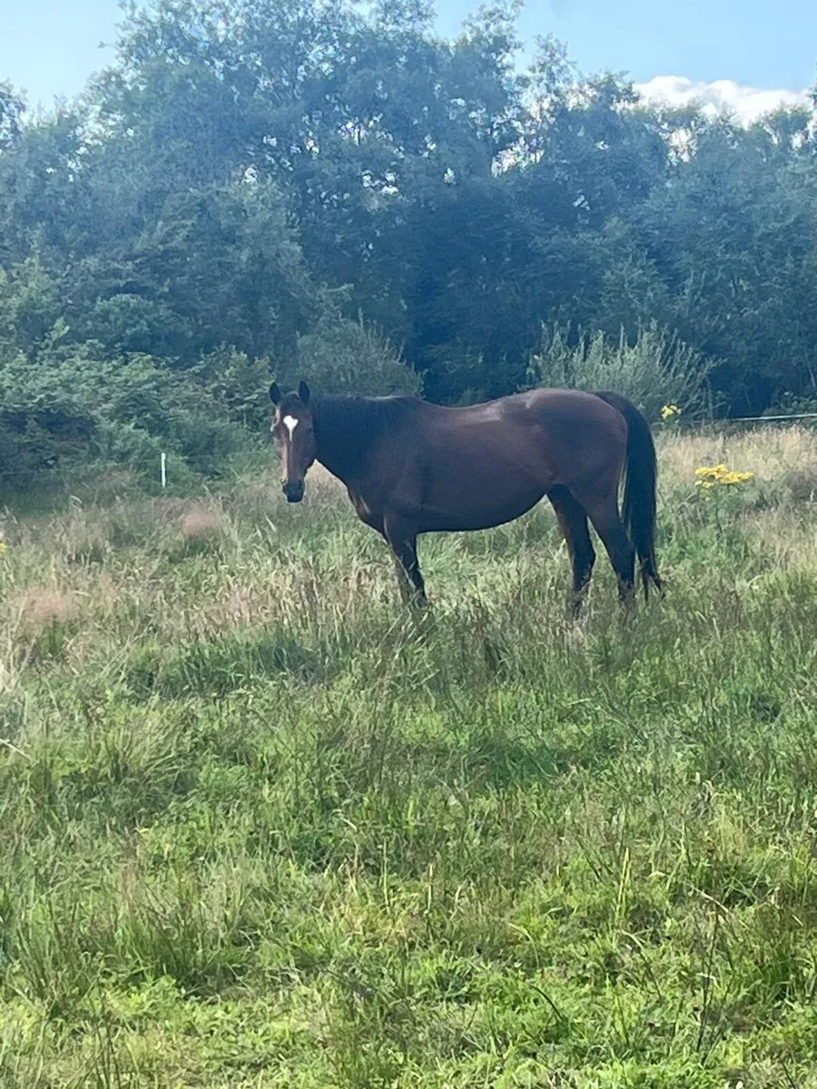 Quality 19-Year-Old Broodmare - Image 1