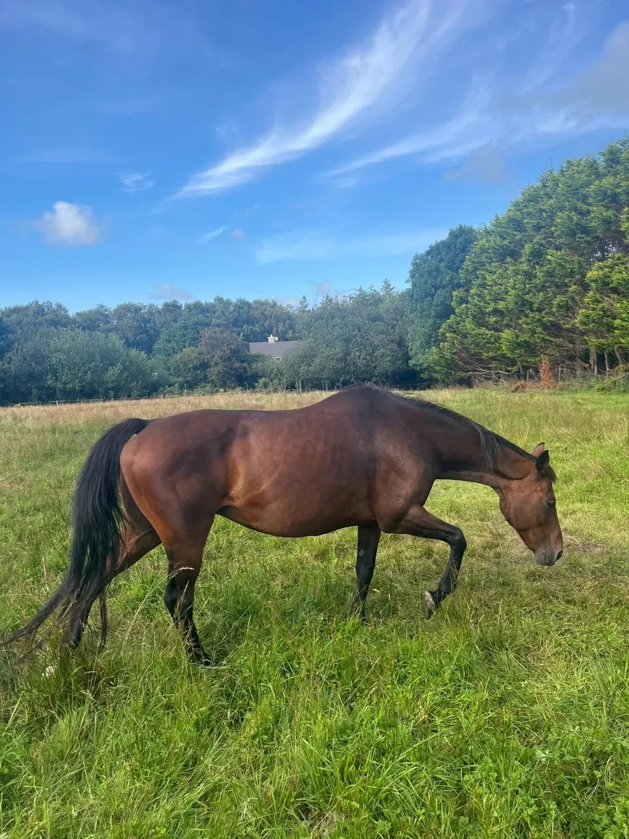 Quality 19-Year-Old Broodmare - Image 2