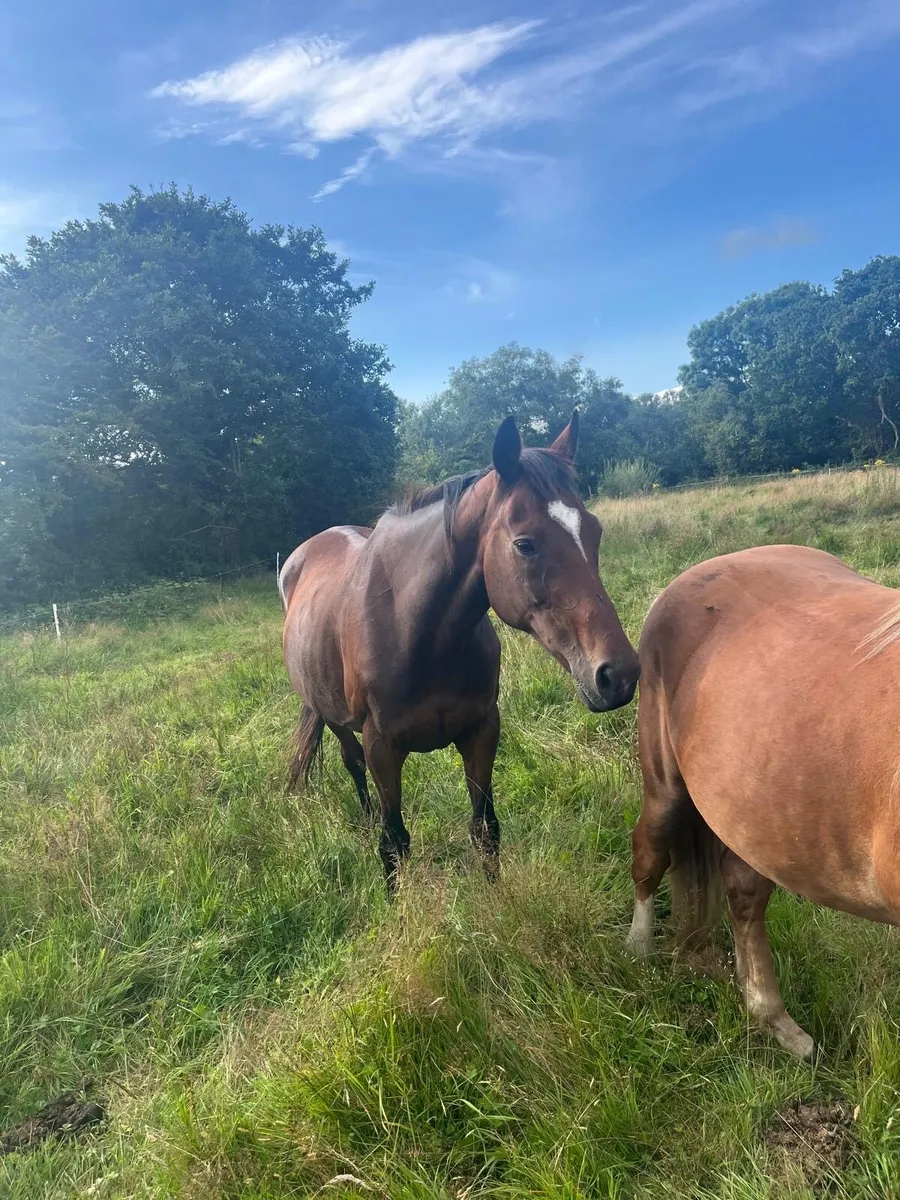 Quality 19-Year-Old Broodmare - Image 3