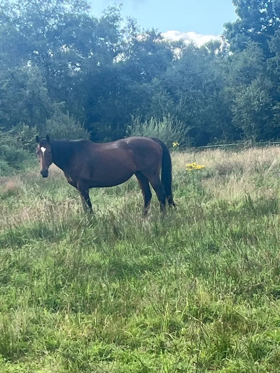 Quality 19-Year-Old Broodmare - Image 4