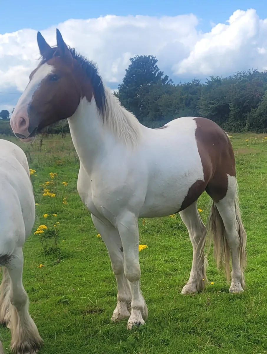 3year old gelding - Image 1