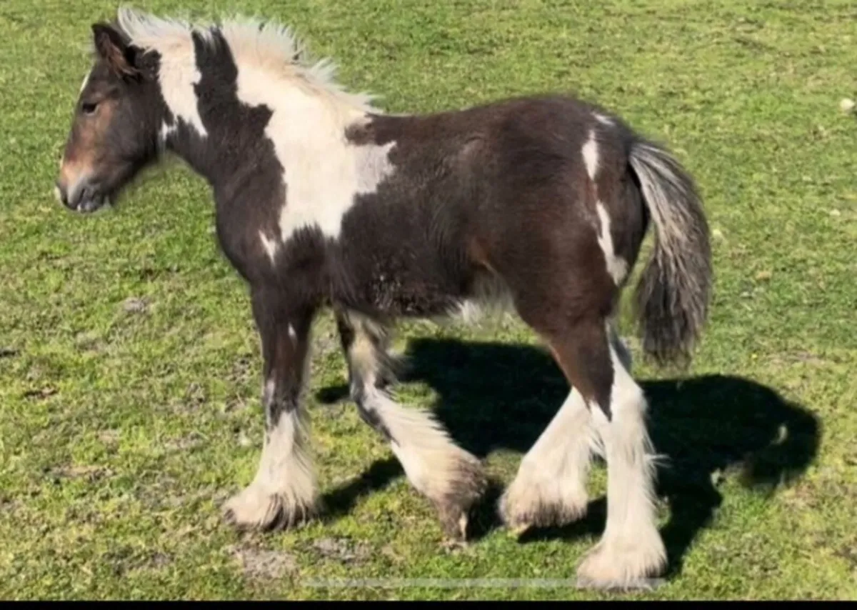 Unusual coloured show colt - Image 2