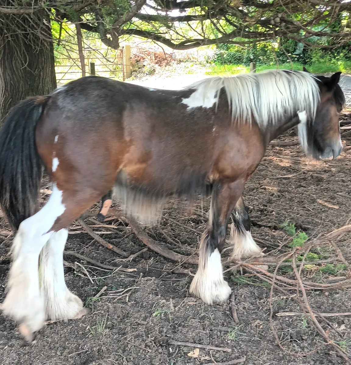 Unusual coloured show colt - Image 3