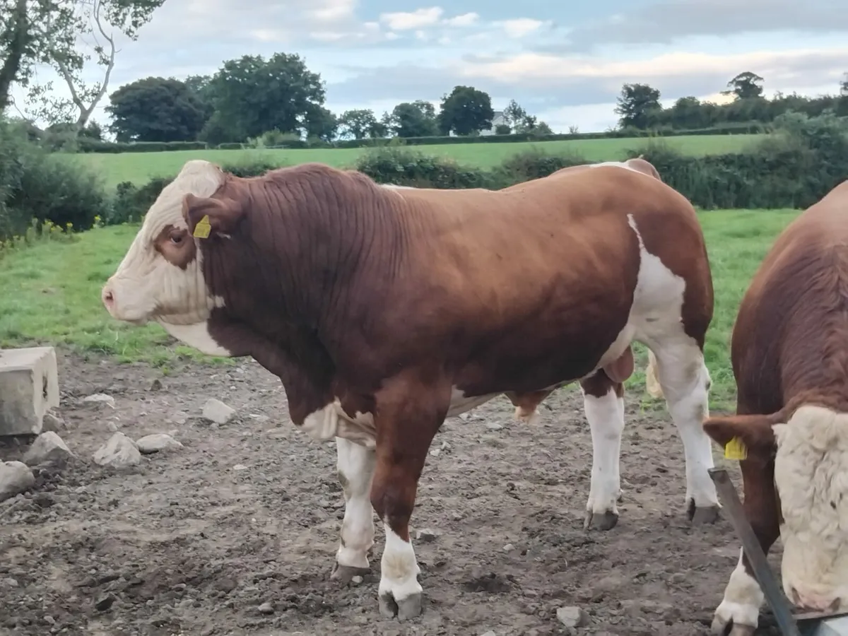 Simmental Bulls - Image 1