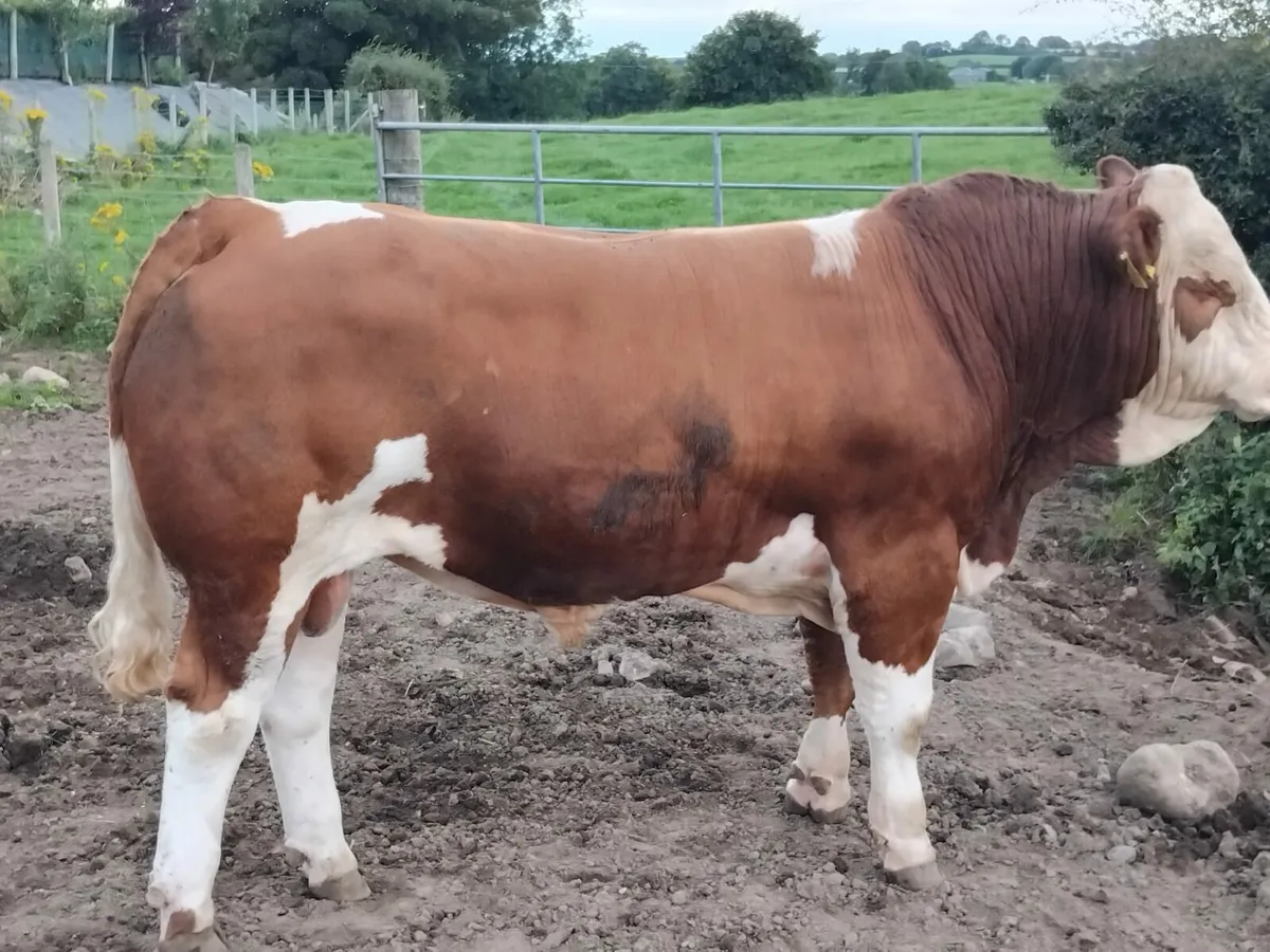 Simmental Bulls - Image 2