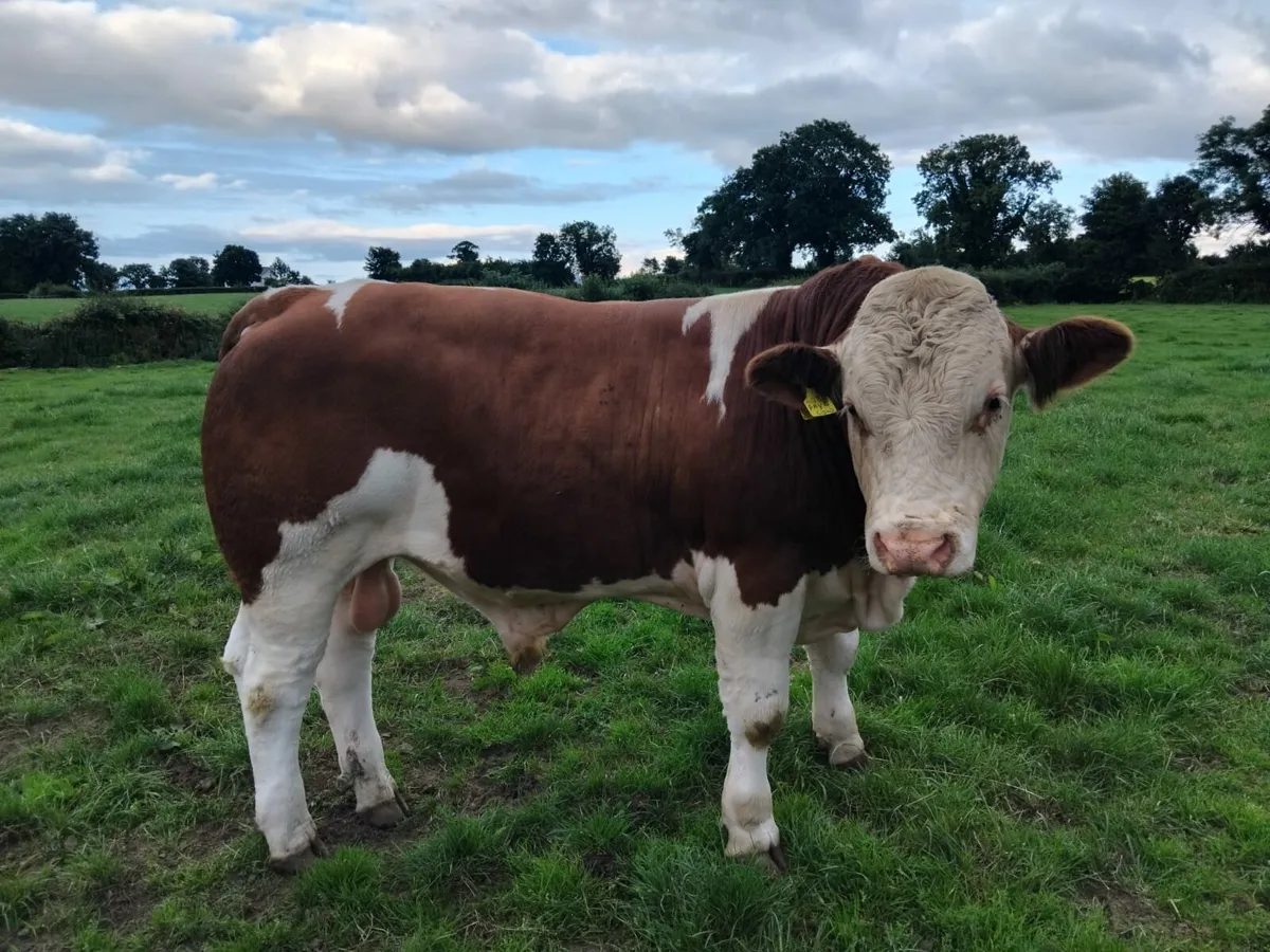 Simmental Bulls - Image 3