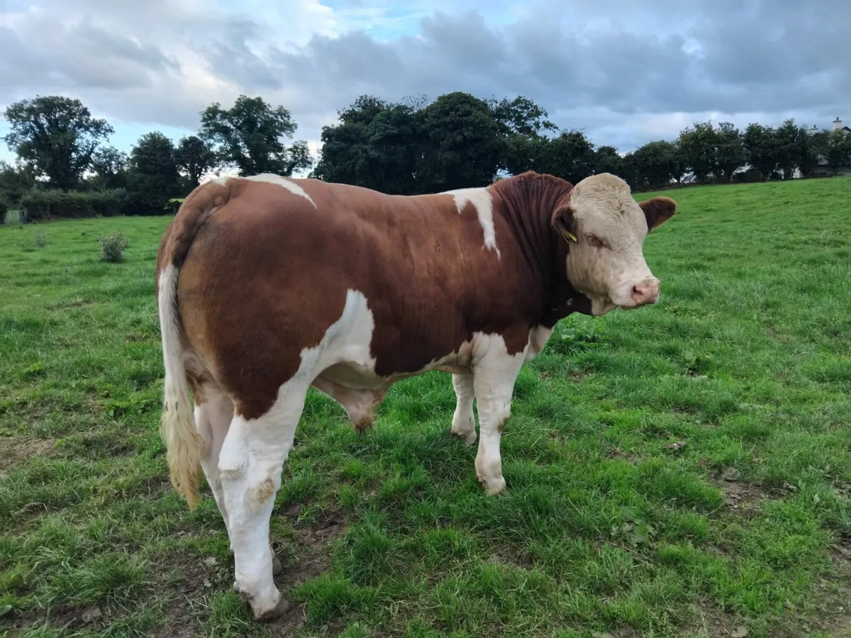Simmental Bulls - Image 4