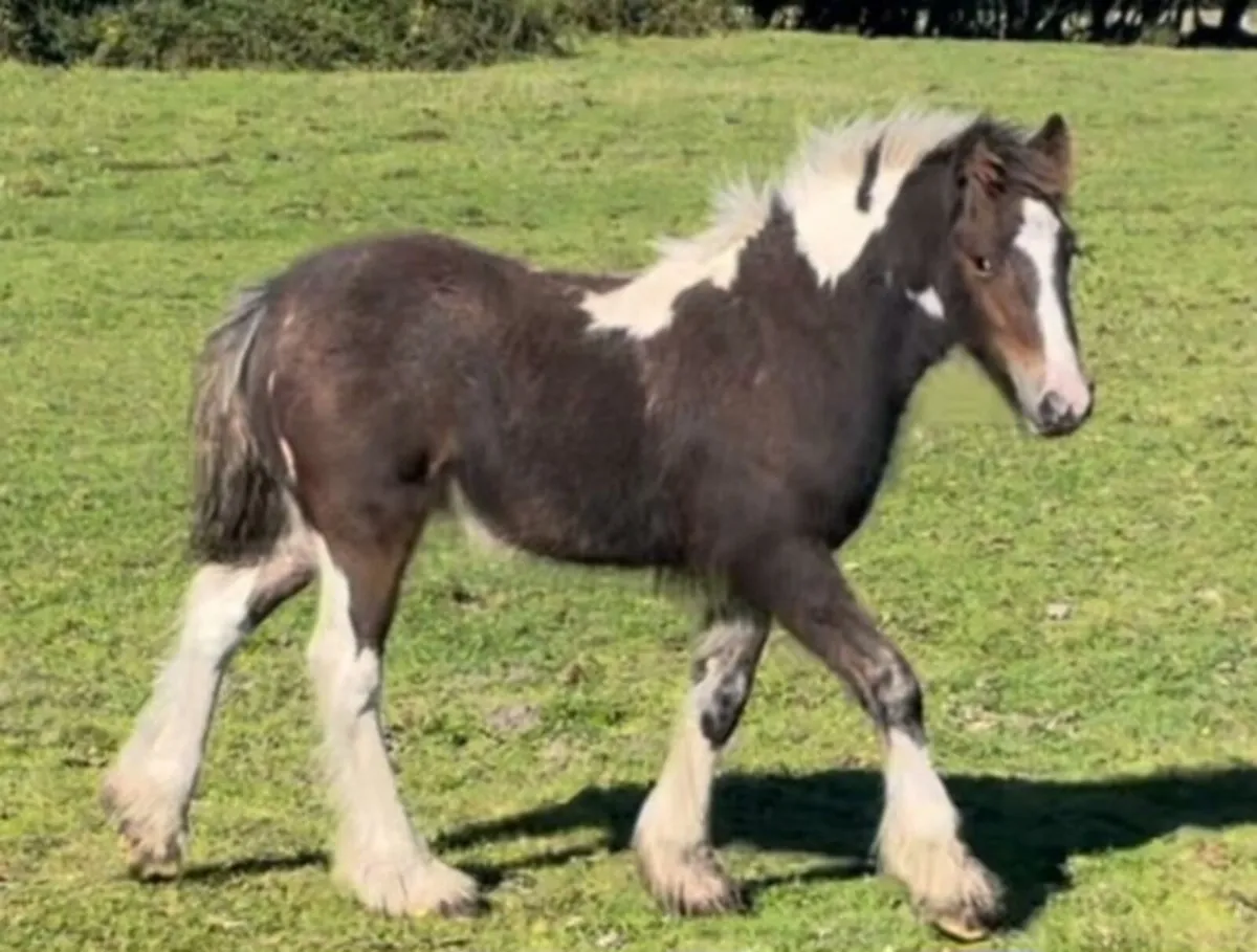 Unusual coloured show colt - Image 1