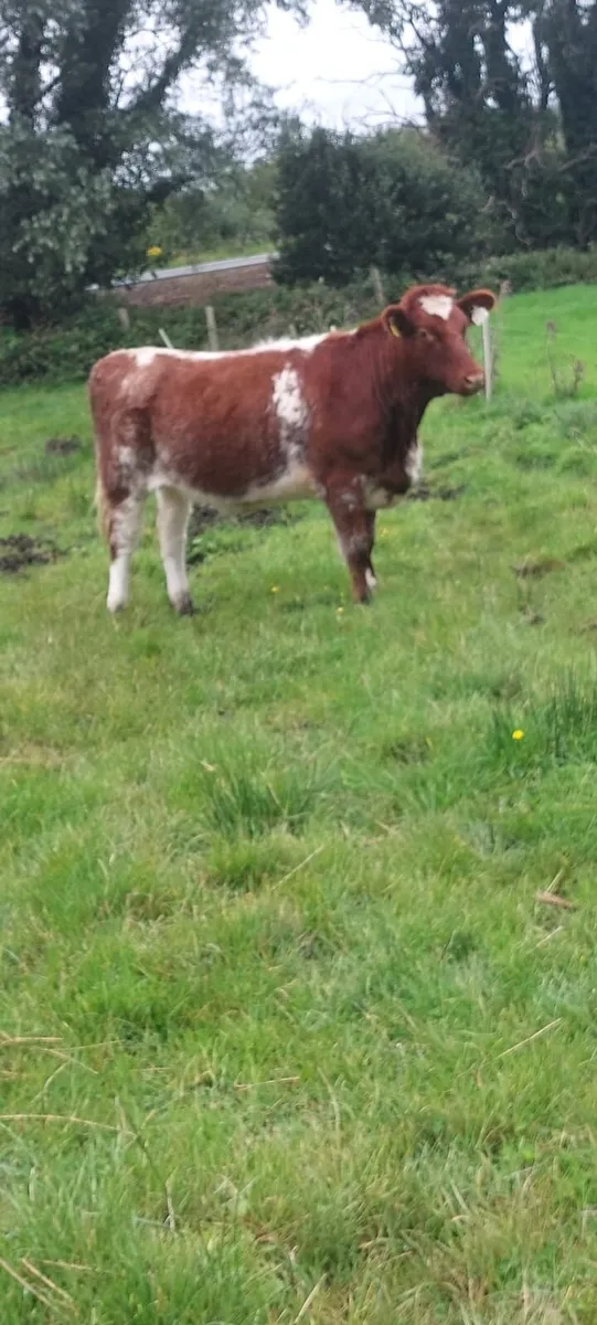 Pbr Shorthorn - Image 4