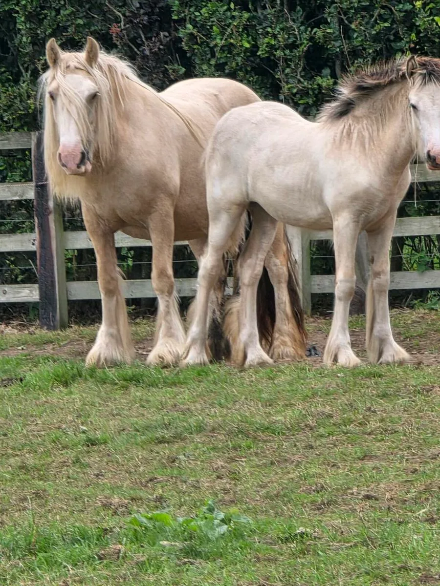 Filly and Colt for sale - Image 1