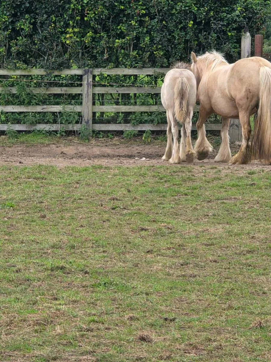 Filly and Colt for sale - Image 3