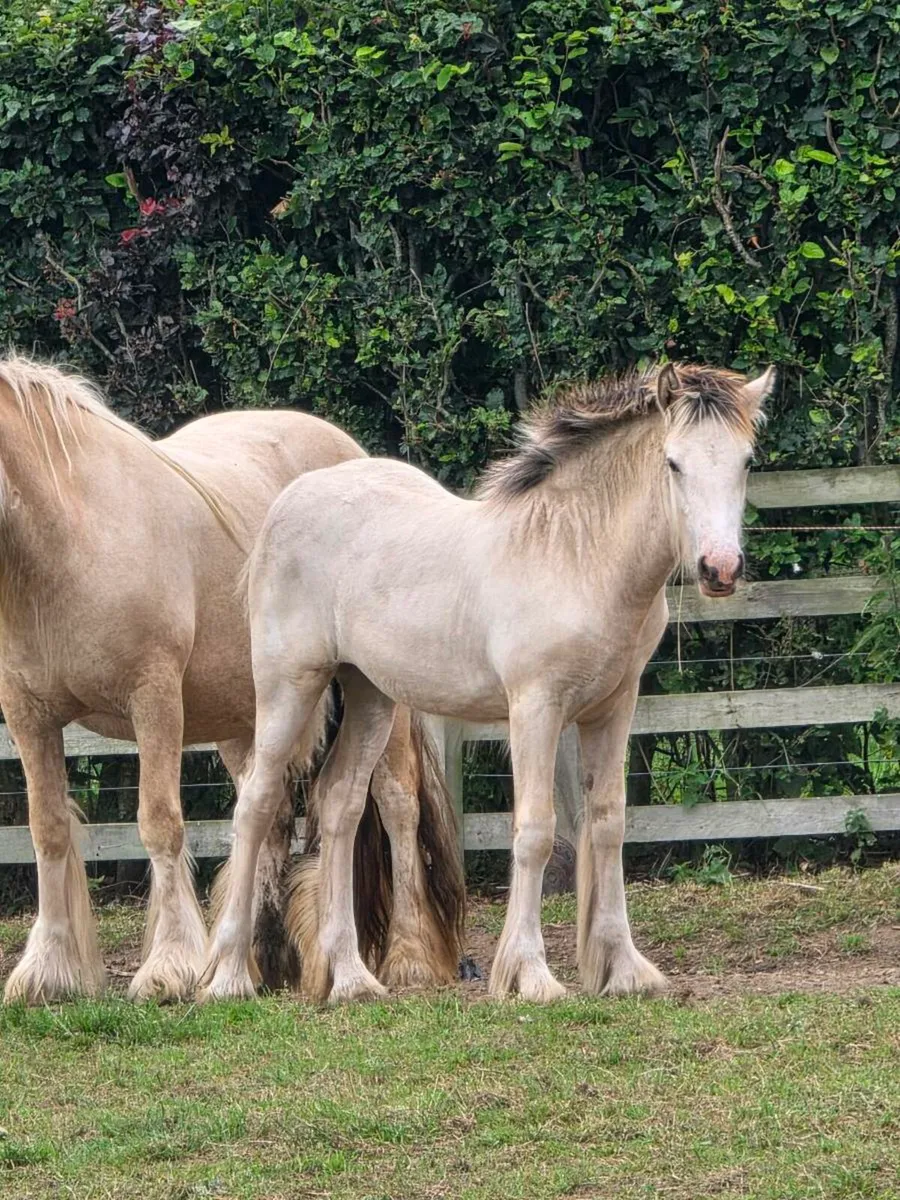 Filly and Colt for sale - Image 4