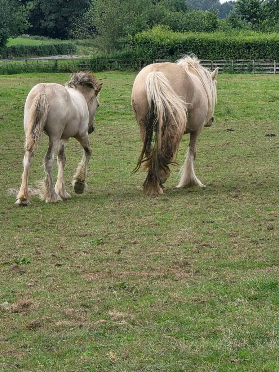 Good quality filly - Image 4