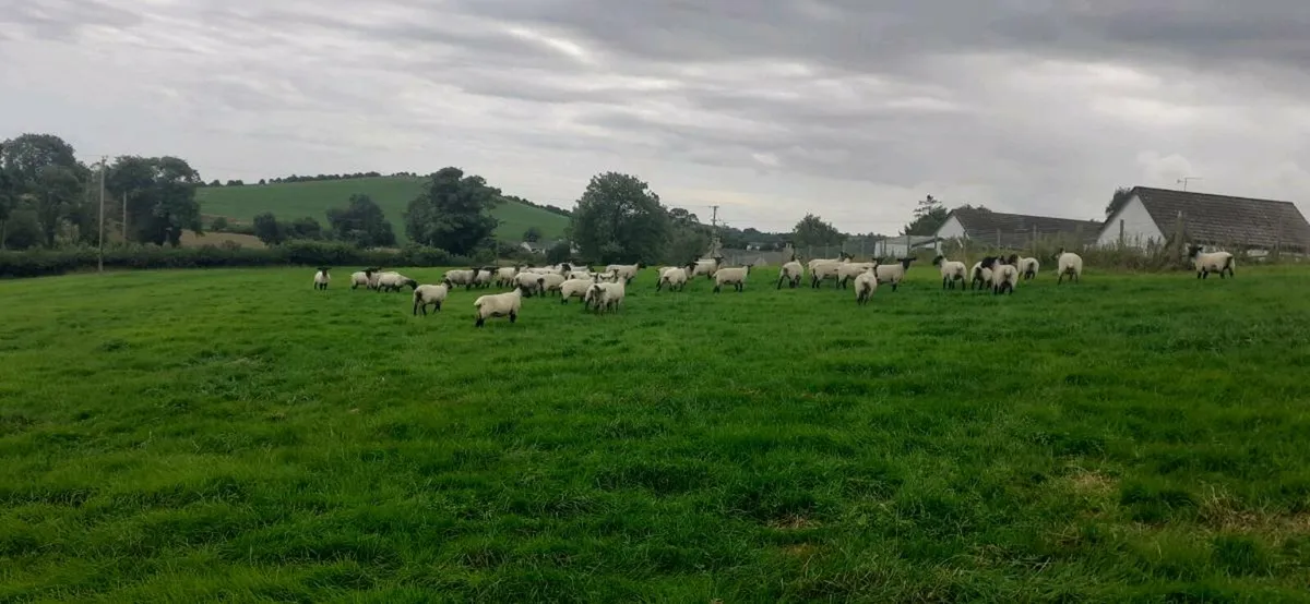 Suffolk Mule Hoggets - Image 1