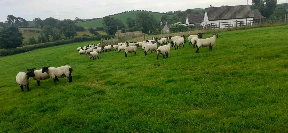 Suffolk Mule Hoggets - Image 2