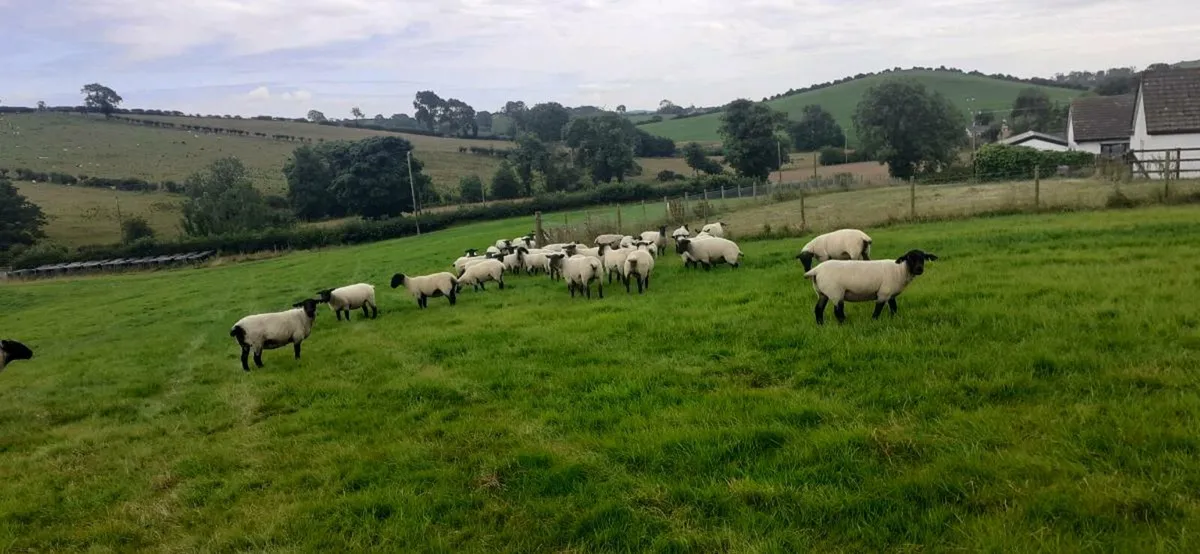 Suffolk Mule Hoggets - Image 3