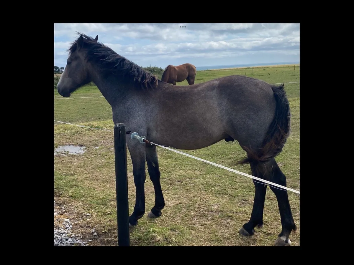 RID yearling gelding - Image 1