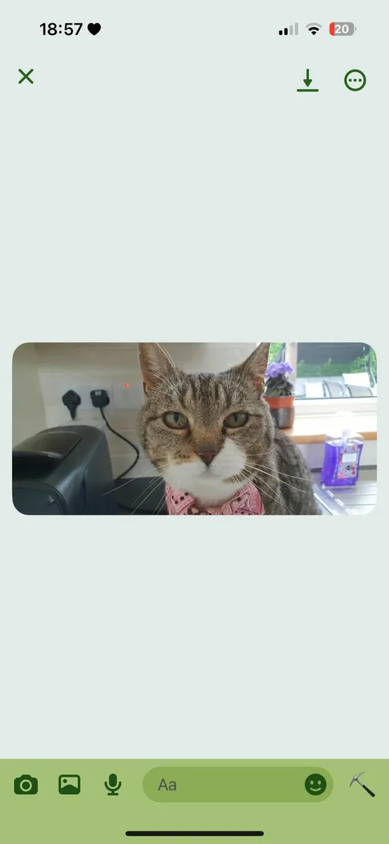 Alice 5 year old female - Image 2