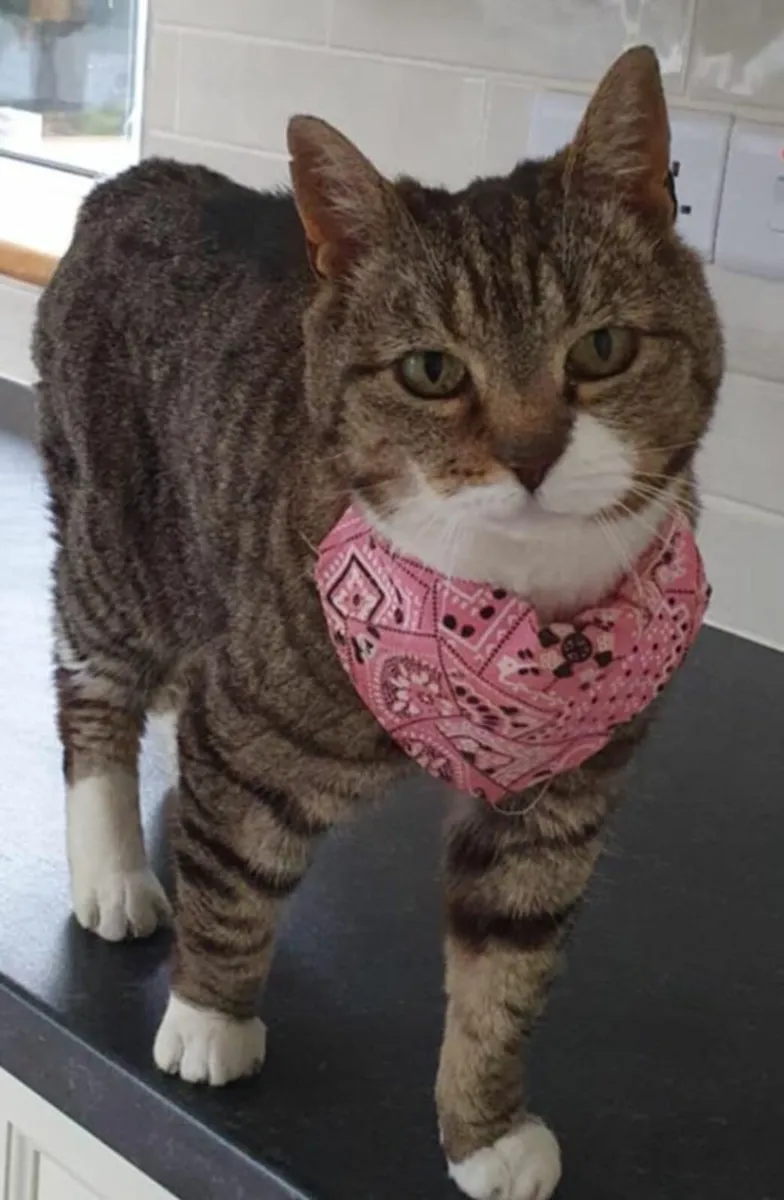 Alice 5 year old female - Image 3