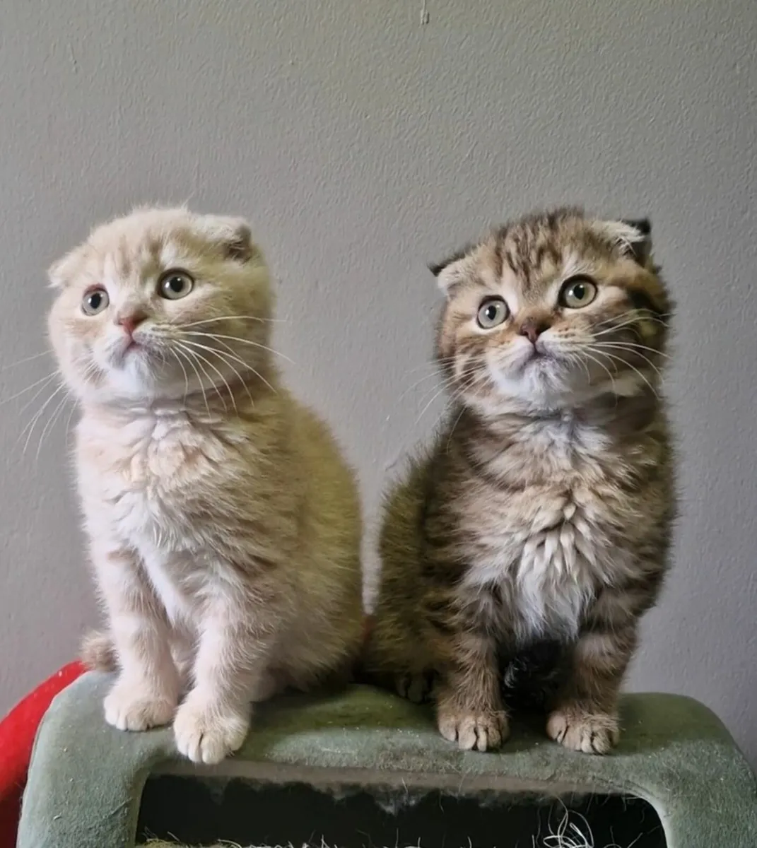 Scottish fold - Image 2