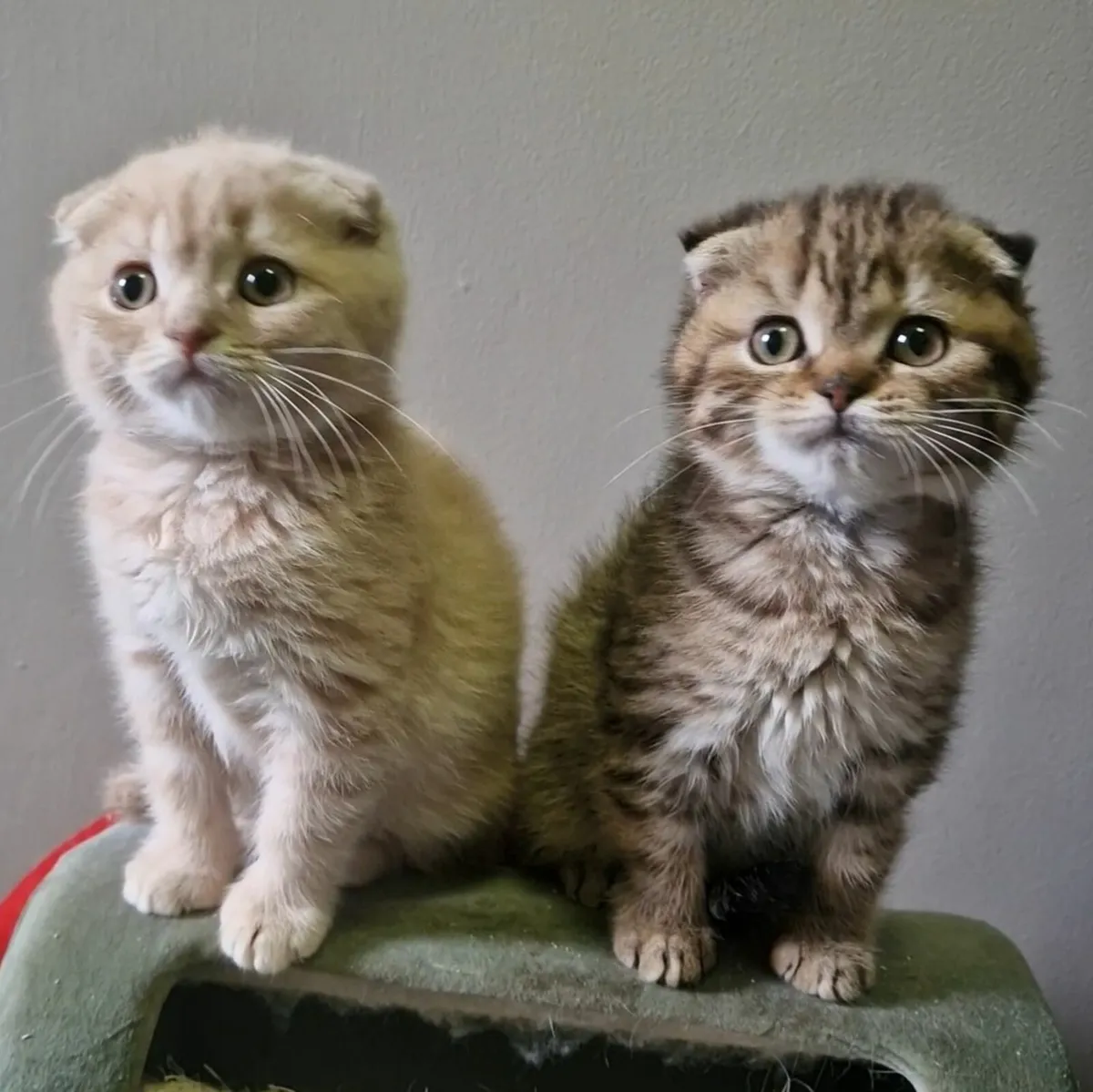 Scottish fold - Image 3