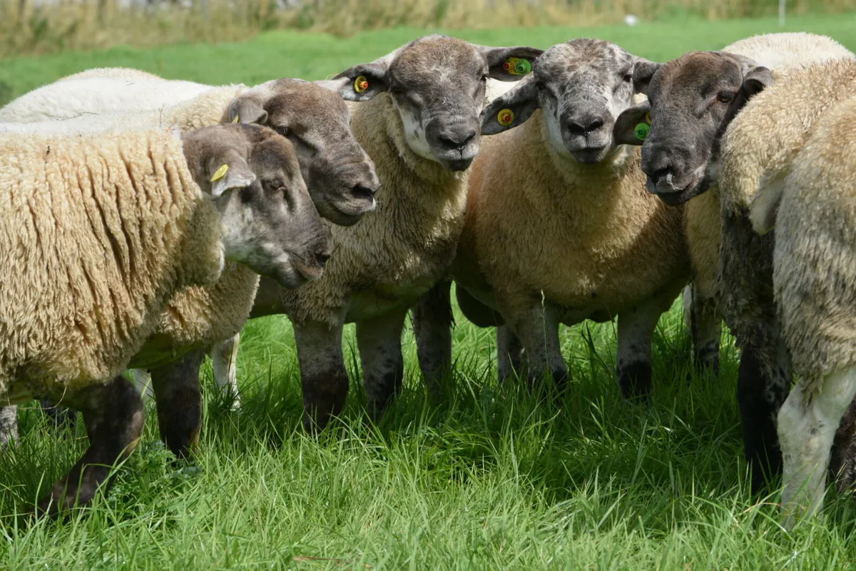 Suftex ram lambs and PBR texel ram lambs. - Image 1