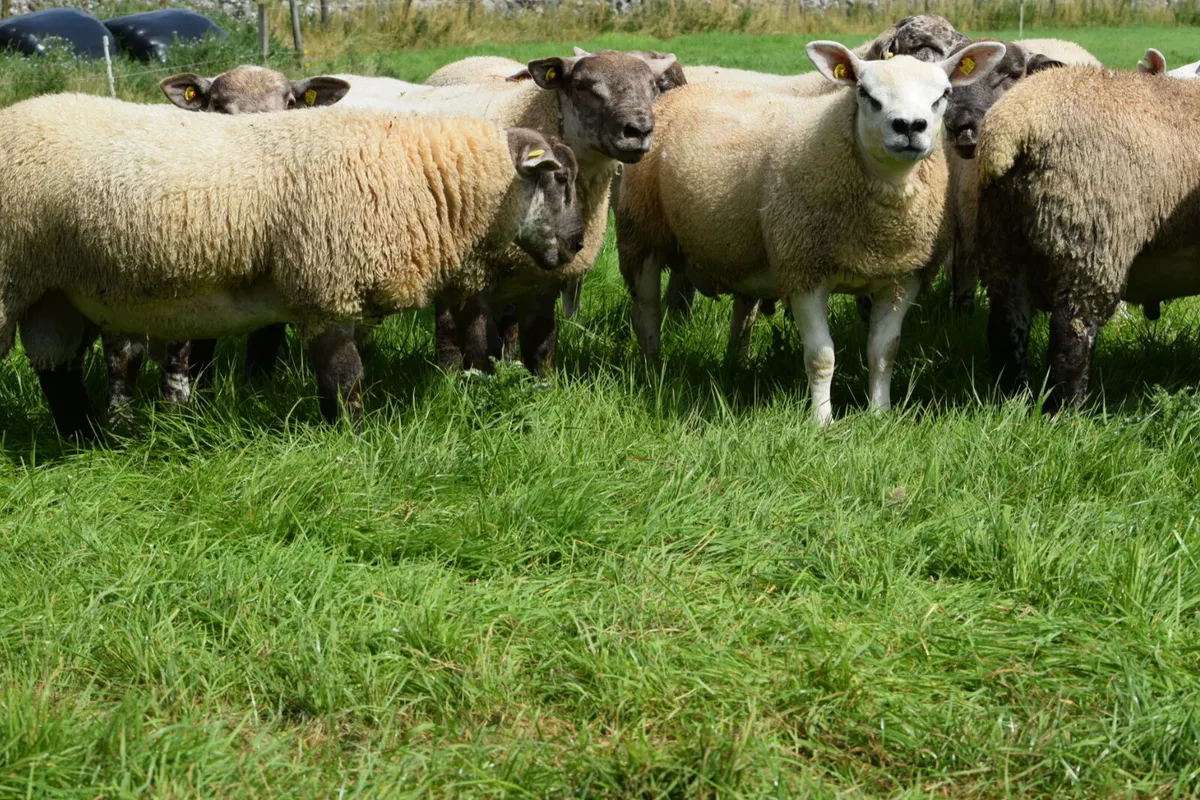 Suftex ram lambs and PBR texel ram lambs. - Image 2