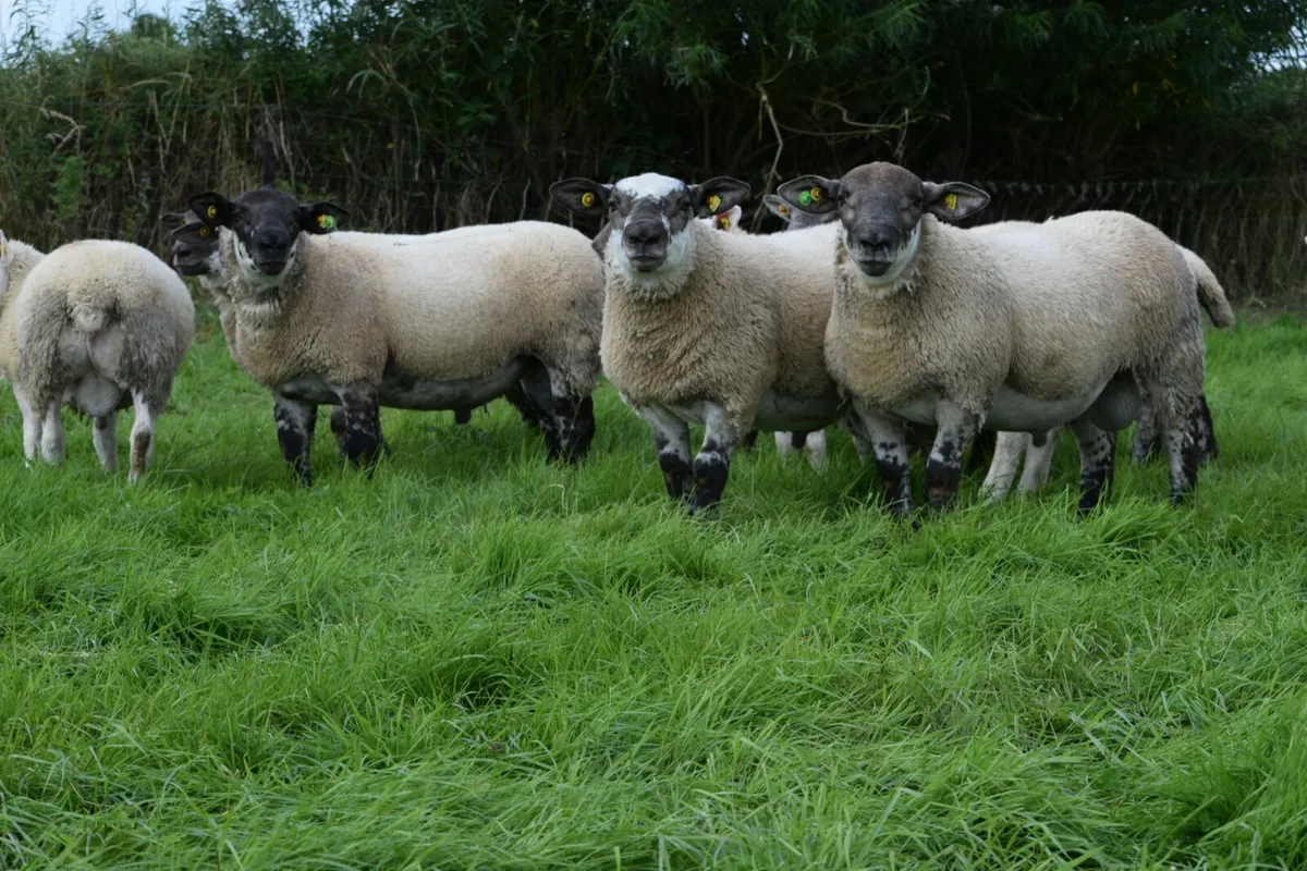 Suftex ram lambs and PBR texel ram lambs. - Image 3