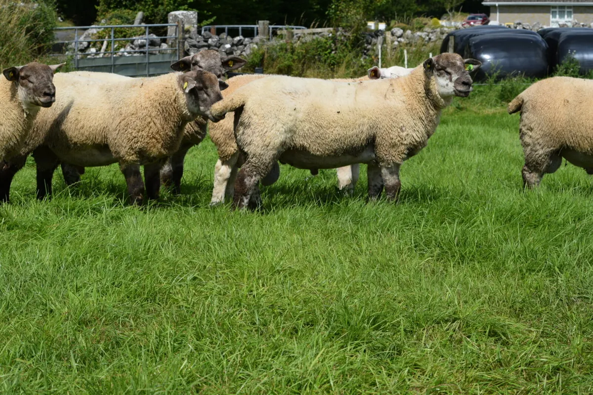 Suftex ram lambs and PBR texel ram lambs. - Image 4