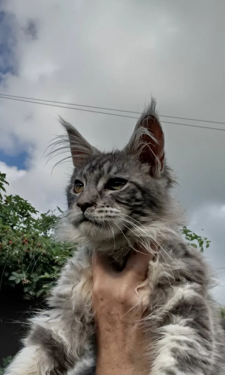 Maine Coon kitten - Image 1