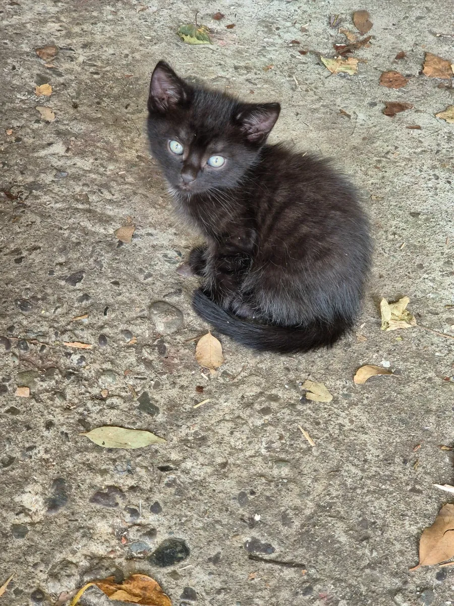 4 female kittens - Image 1