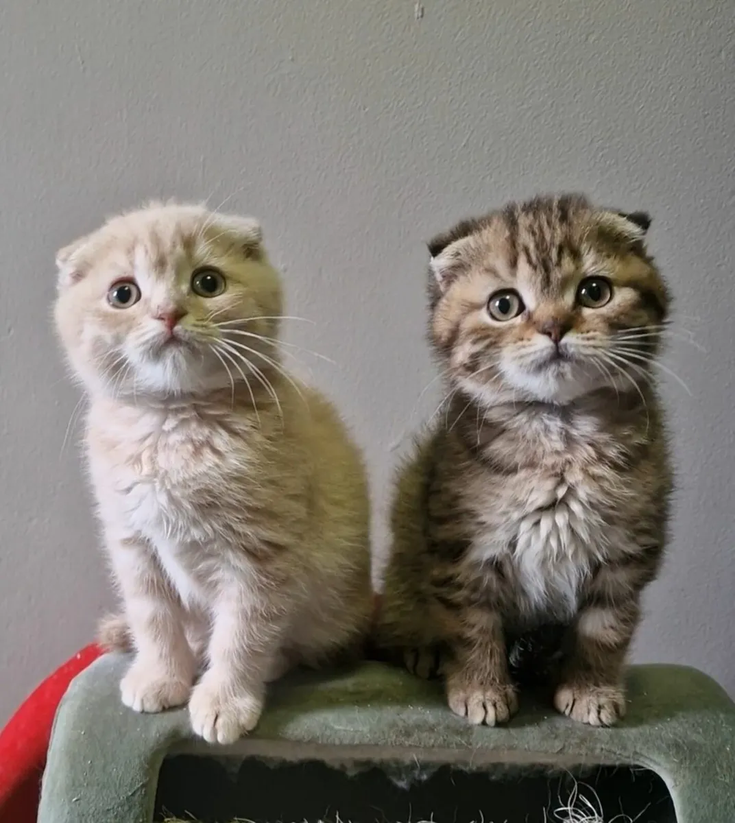 Scottish fold - Image 1