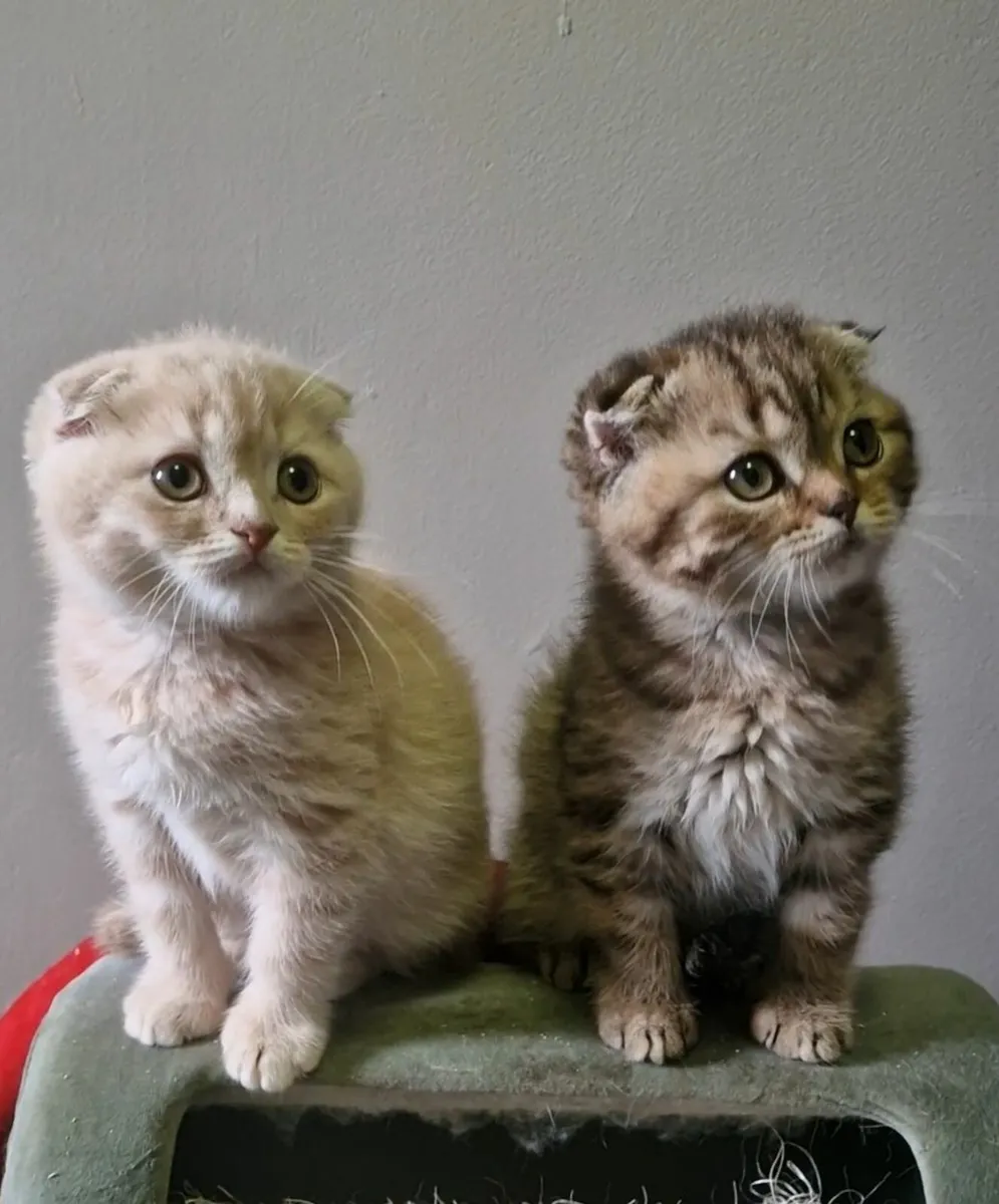 Scottish fold - Image 4