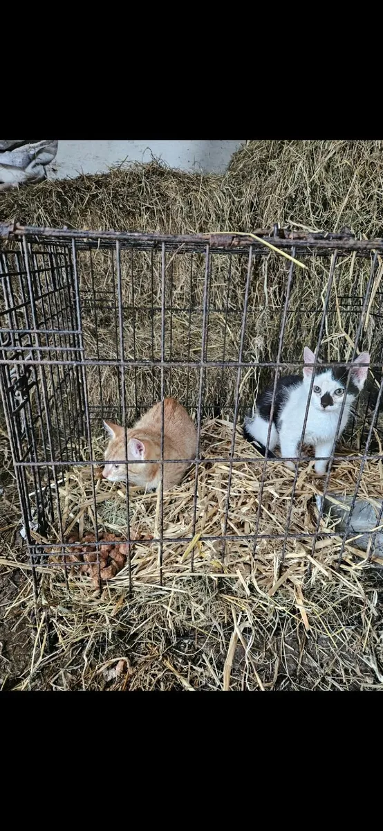 Farm kittens