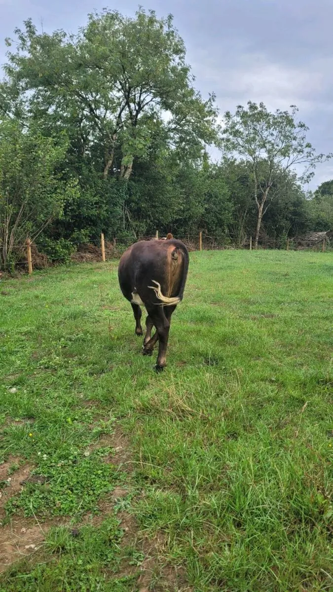 Hereford heifers - Image 3