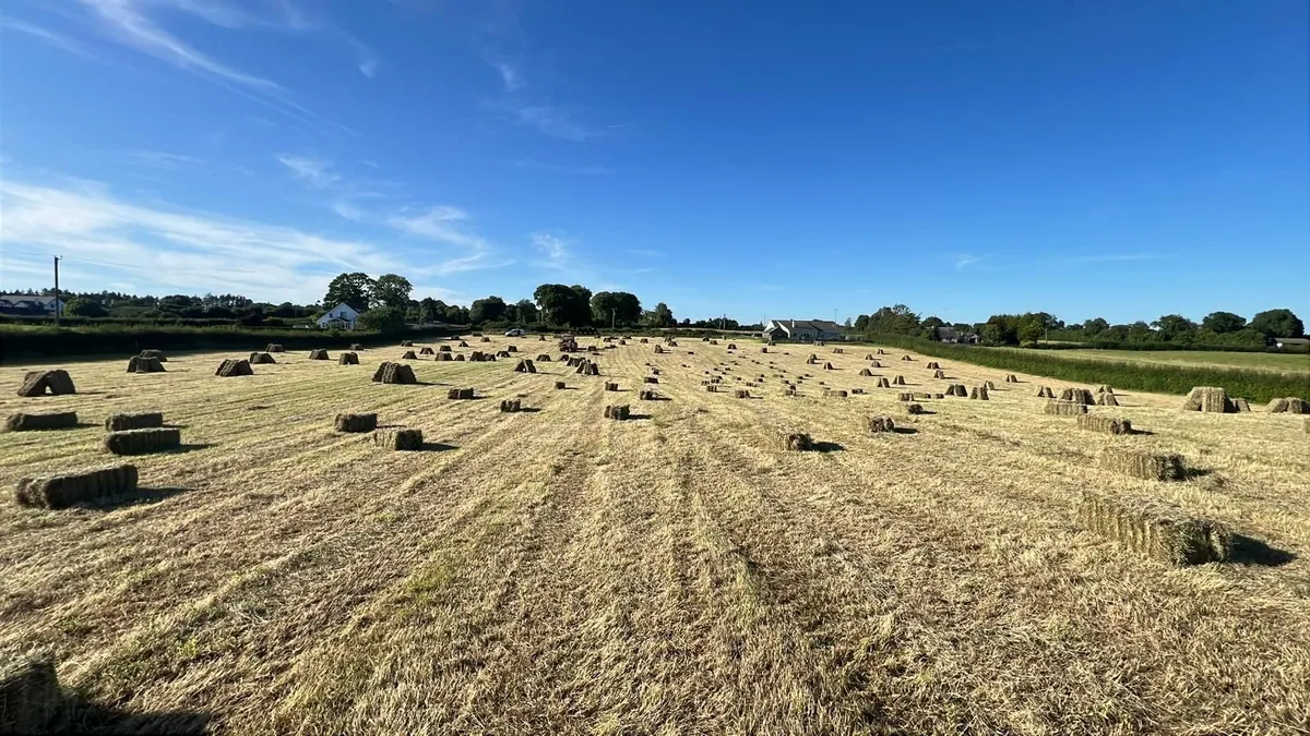 Square bales of hay - Image 3