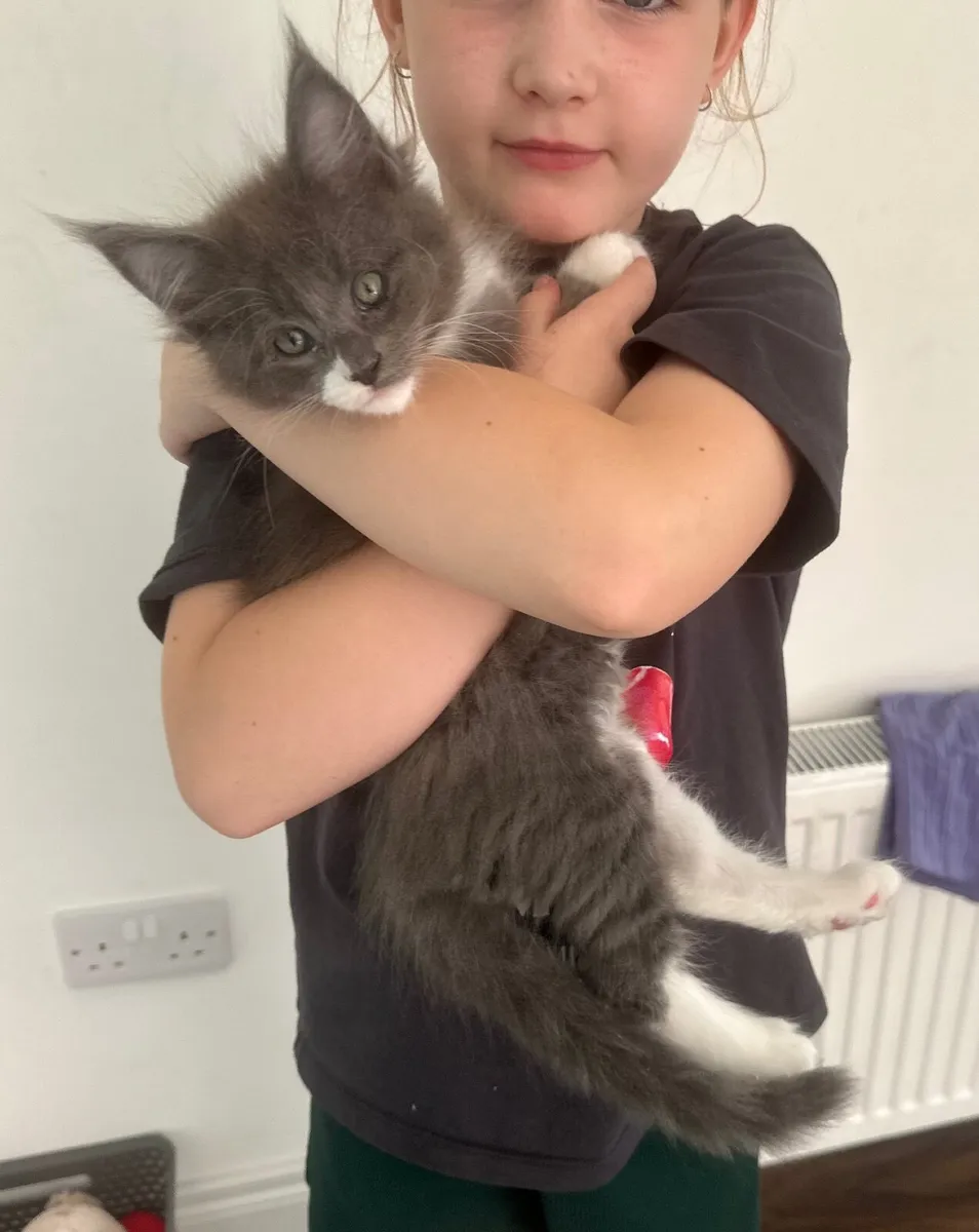 Maine Coon - Image 2
