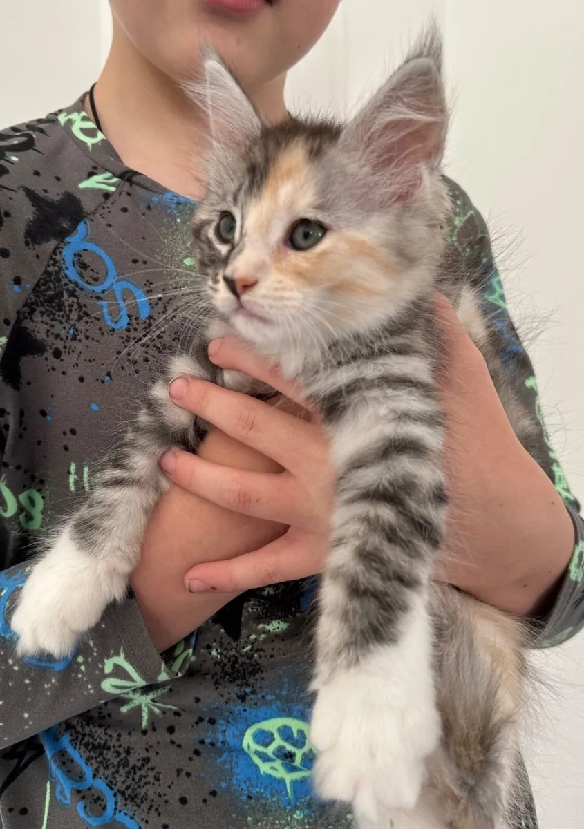 Maine Coon - Image 3