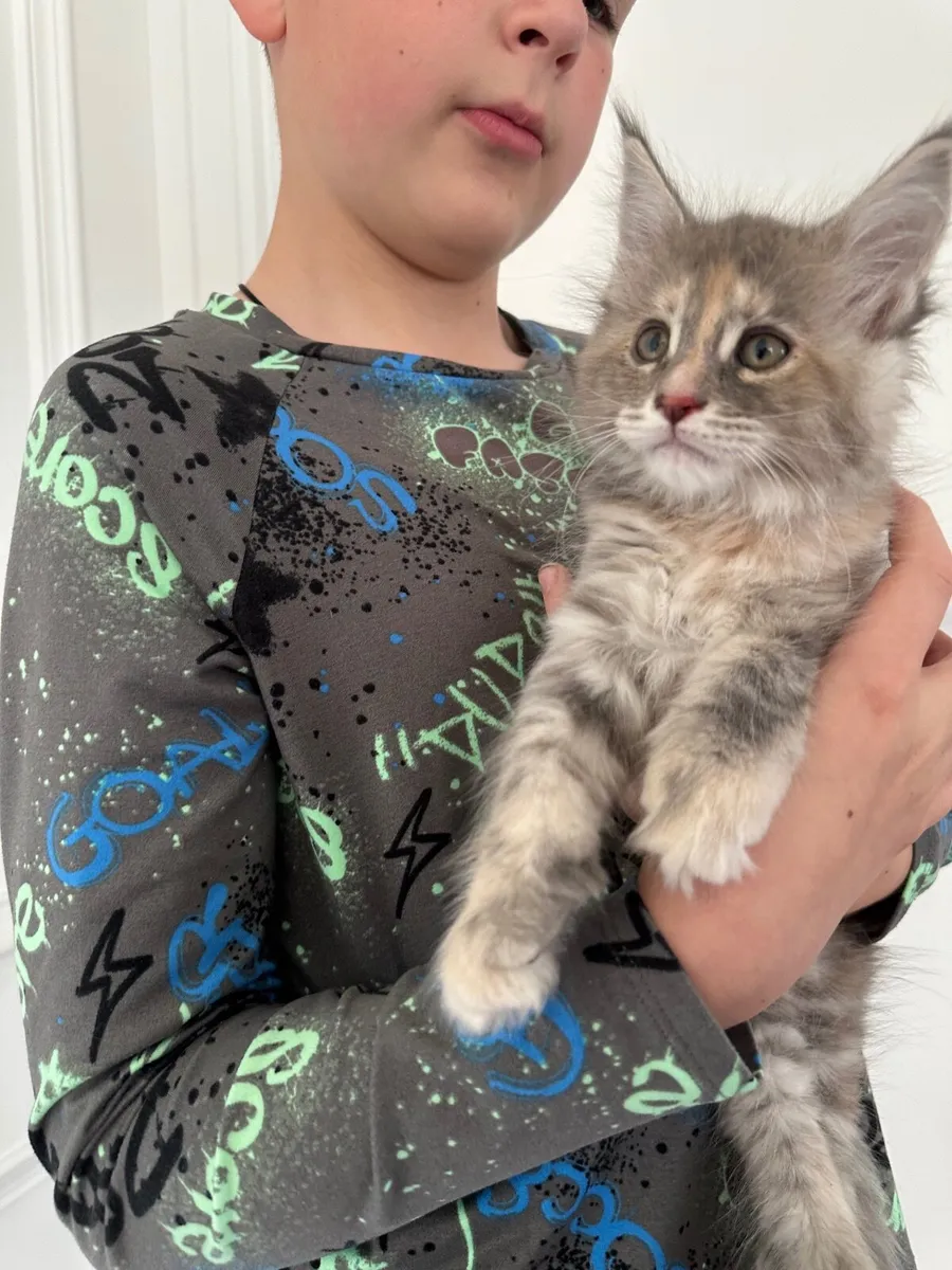 Maine Coon - Image 1