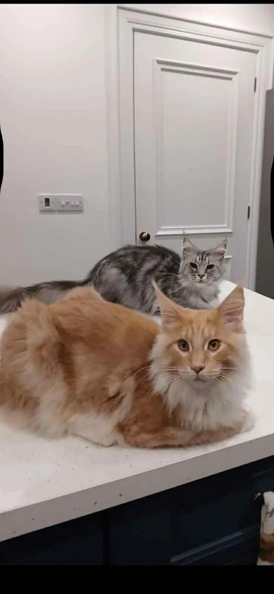 Maine Coon - Image 4