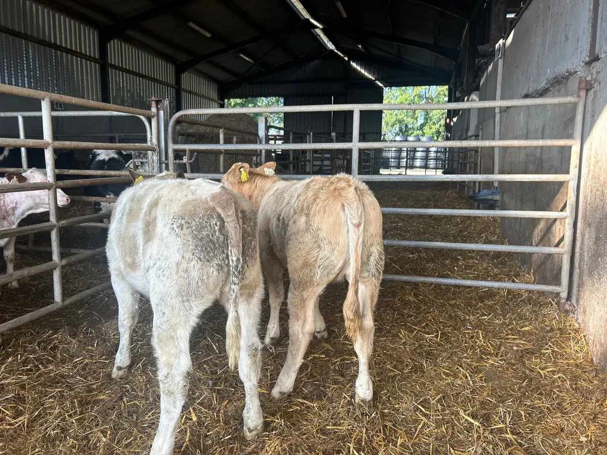 2 super charlaois heifer weanlings - Image 1