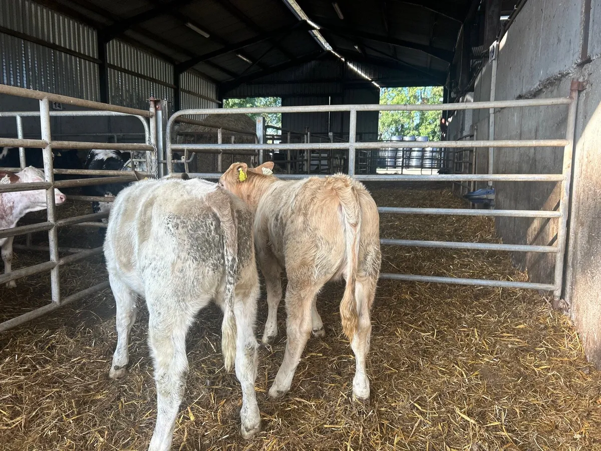 2 super charlaois heifer weanlings - Image 2