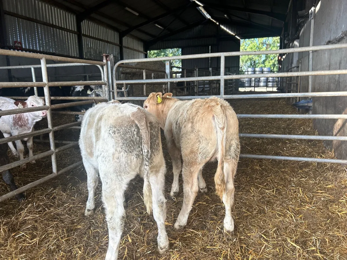 2 super charlaois heifer weanlings - Image 3