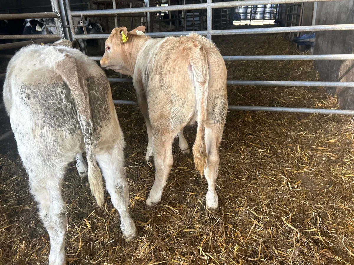2 super charlaois heifer weanlings - Image 4