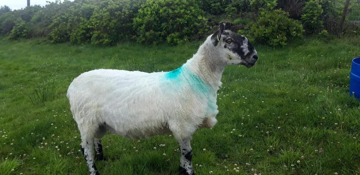 MILFORD RAM FOR SALE AND MOUNTAIN RAM FOR SALE - Image 4