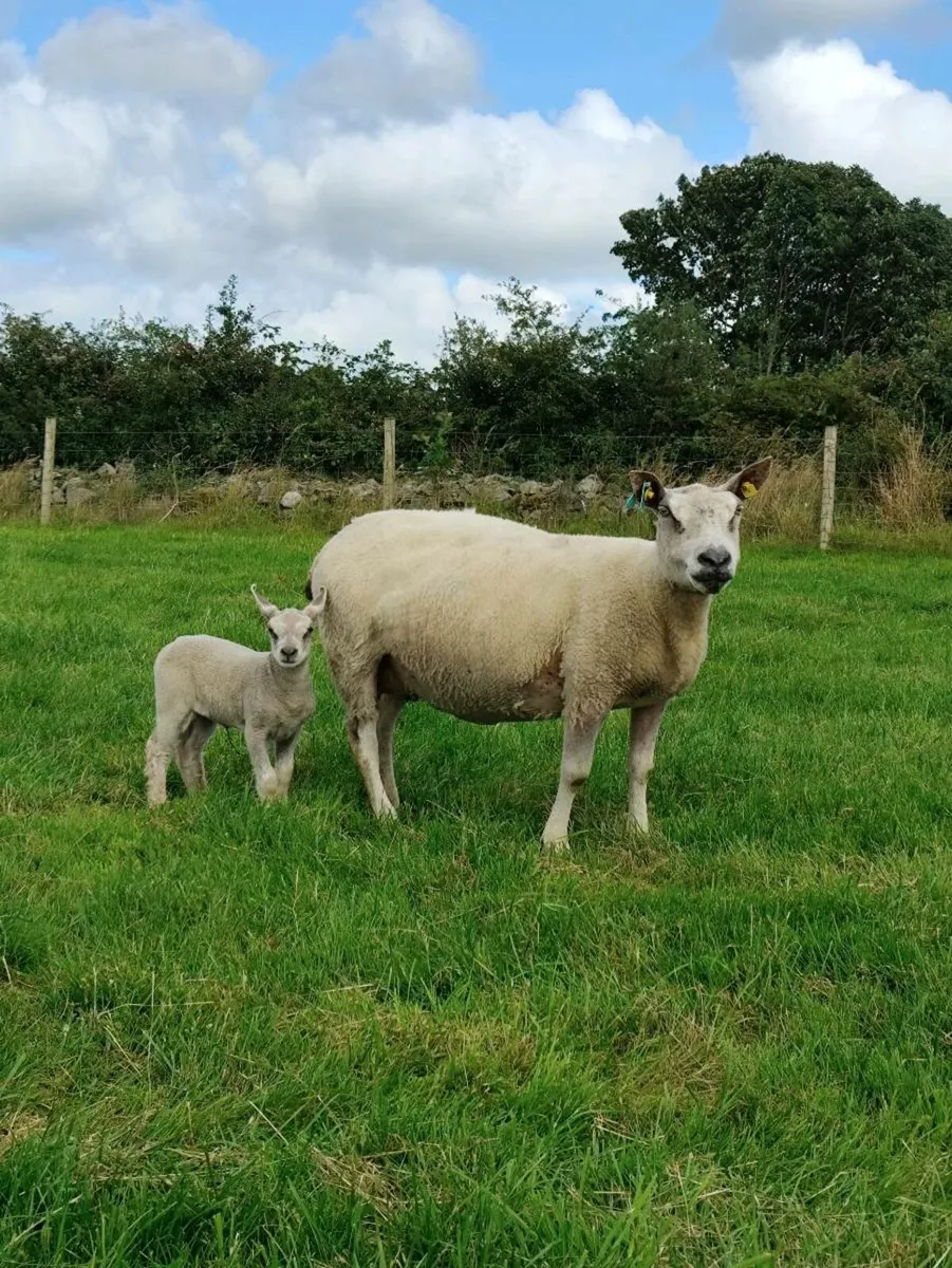 Ewe and lamb - Image 1