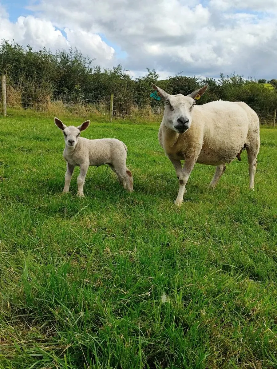 Ewe and lamb - Image 2