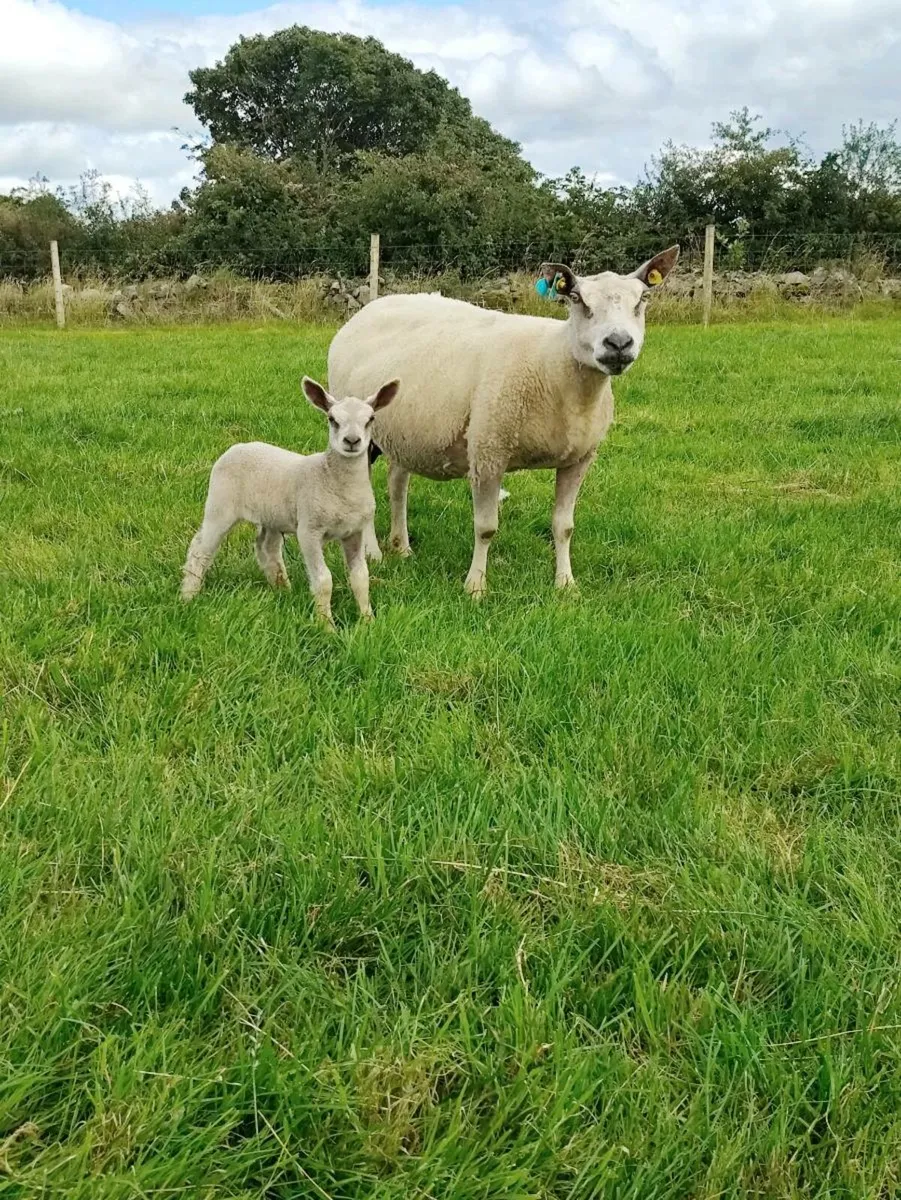 Ewe and lamb - Image 3